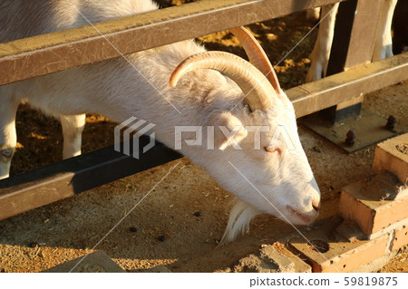 Goat 59819875
