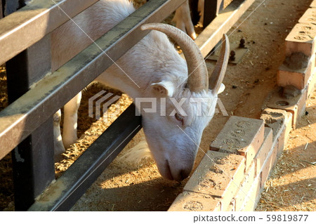 Goat 59819877