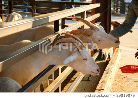 Goat 59819879