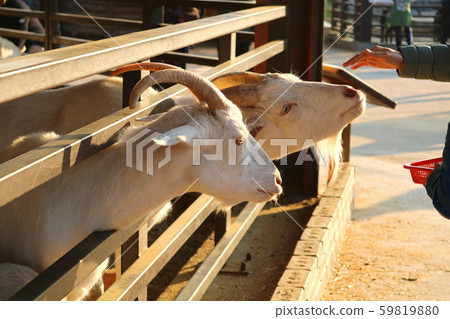 Goat 59819880