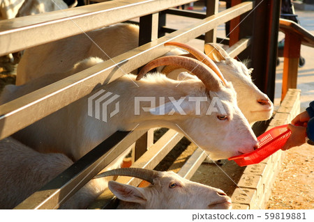 Goat Goat 59819881