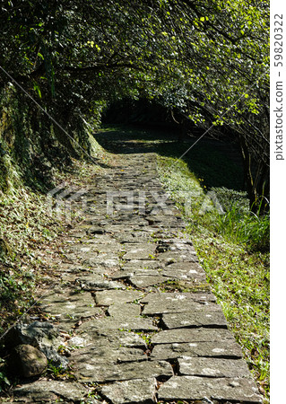 Stone walkway between the trees Stone walkway between the trees 59820322