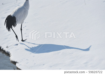 Japanese crane and shadow (Tsurui, Hokkaido) Japanese crane and shadow (Tsurui, Hokkaido) 59820722