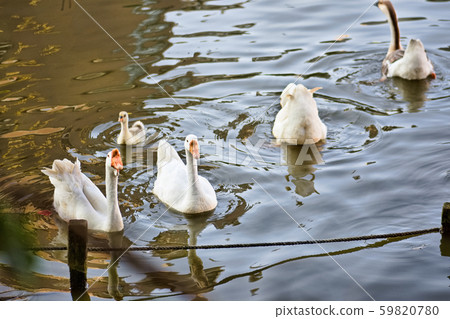 gaggle gaggle 59820780