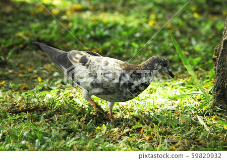 Pigeons on the grass Pigeons on the grass 59820932