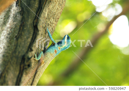 Blue lizard on a tree Blue lizard on a tree 59820947