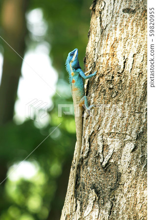 Blue lizard on a tree Blue lizard on a tree 59820955