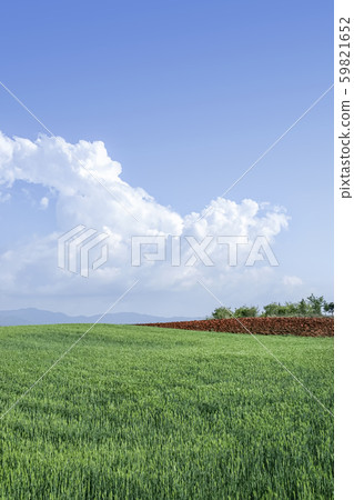 大麥田,雲,天空,海原農場,全羅北道全昌市高昌郡 大麥田,雲,天空,海原農場,全羅北道全昌市高昌郡 59821652