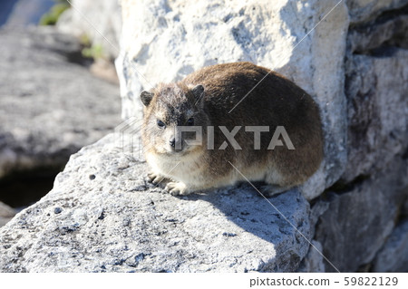 Table Mountain Cape Hilux 59822129