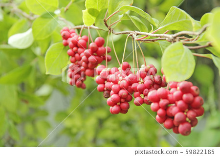 Red fruits of schisandra growing on branch in row. Red fruits of schisandra growing on branch in row. 59822185