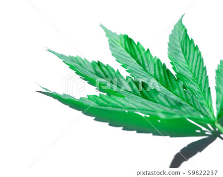 Green cannabis leaf isolated on white close up Green cannabis leaf isolated on white close up 59822237