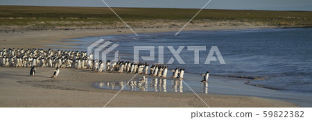 Gentoo Penguins on Bleaker Island 59822382
