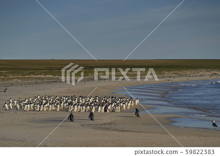 Gentoo Penguins on Bleaker Island 59822383