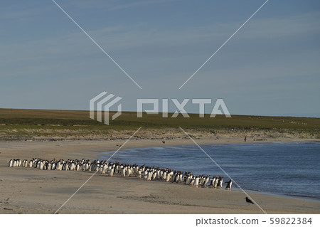 Gentoo Penguins on Bleaker Island 59822384