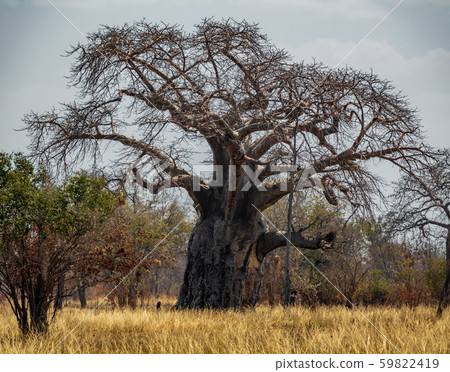 African landscape with big baobab tree African landscape with big baobab tree 59822419