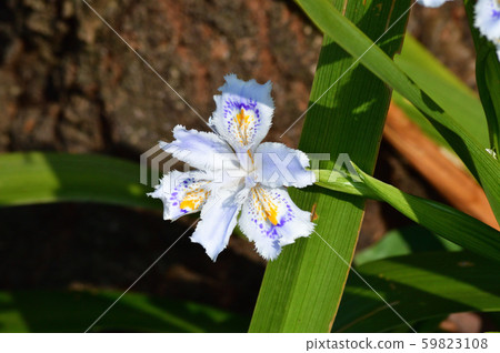 Shaga白花的特寫照片,上面有黃色和藍色的斑點 Shaga白花的特寫照片,上面有黃色和藍色的斑點 59823108