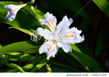 Shaga白花的特寫照片,上面有黃色和藍色的斑點 Shaga白花的特寫照片,上面有黃色和藍色的斑點 59823109
