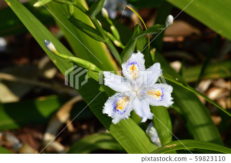 Shaga白花的特寫照片,上面有黃色和藍色的斑點 Shaga白花的特寫照片,上面有黃色和藍色的斑點 59823110