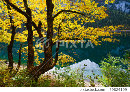 Big maple tree near peaceful autumn Alps mountain Big maple tree near peaceful autumn Alps mountain 59824199