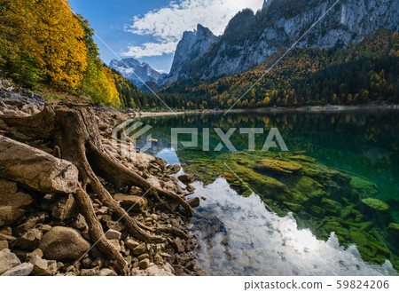 Tree stumps near Gosauseen or Vorderer Gosausee Tree stumps near Gosauseen or Vorderer Gosausee 59824206