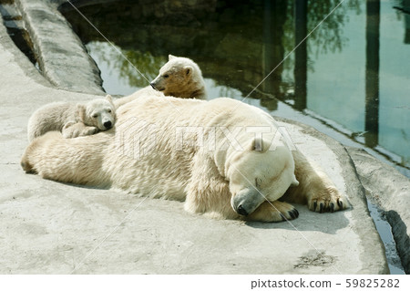 Polar she-bear with cubs sleeps Polar she-bear with cubs sleeps 59825282