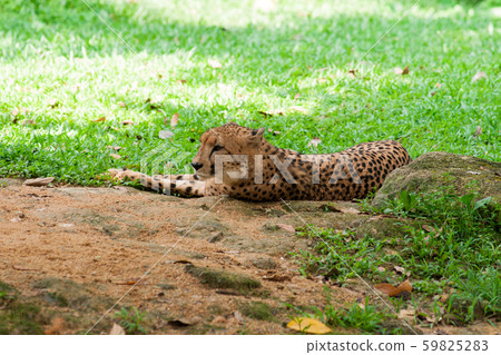 Cheetah lies on the green grass Cheetah lies on the green grass 59825283