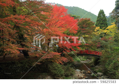 Yamaguchi prefecture Nagato Daininji Tigerike bridge Autumn leaves 59825583