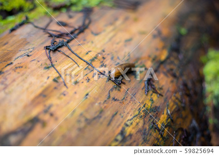 Slug on the forest path. Large Red Slug, Arion rufus 59825694