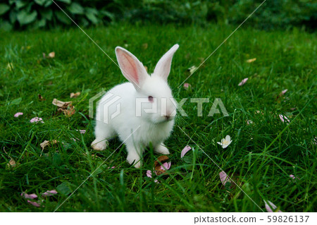 small white rabbit sitting in the green grass with pink petals small white rabbit sitting in the green grass with pink petals 59826137