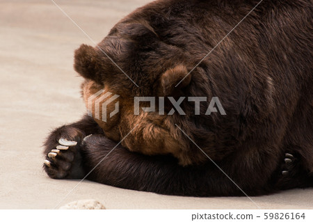 Big grizzly bear sleeps 59826164