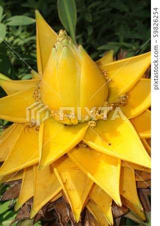 Geizukin lotus 59826254