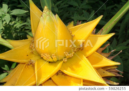 Geizukin lotus 59826255