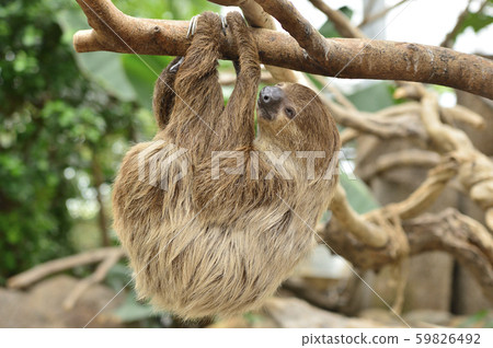[Sloth] A sloth hanging on a tree branch 59826492