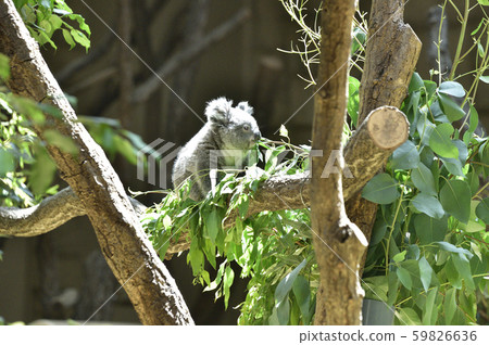 Koala 59826636