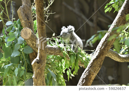 Koala 59826637