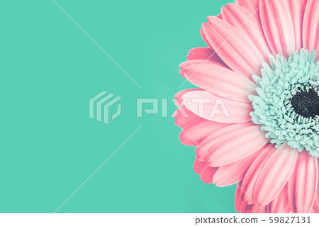 Closeup of soft pink colored daisy on green Closeup of soft pink colored daisy on green 59827131