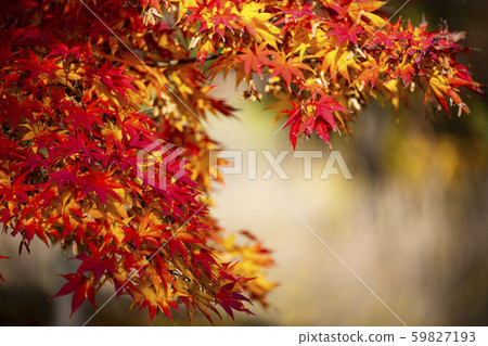 秋天的落葉 59827193