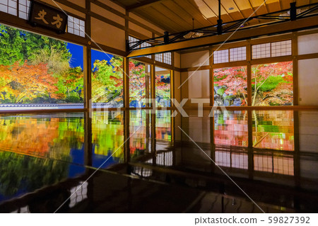 Maple 1 reflected on the floor 59827392