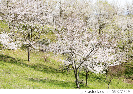 Giraffe Kisogawa water source forest 59827709
