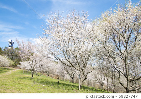 Giraffe Kisogawa water source forest 59827747