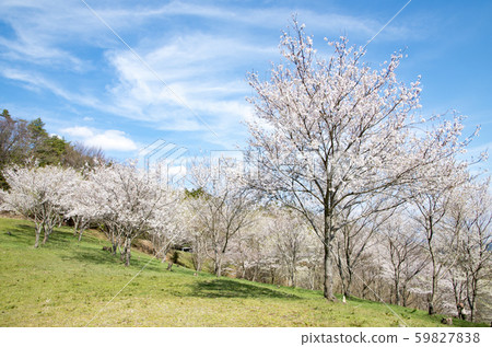 Giraffe Kisogawa water source forest 59827838