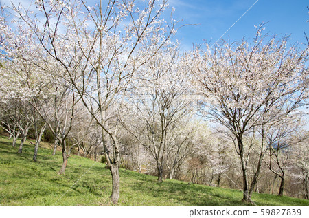 Giraffe Kisogawa water source forest 59827839
