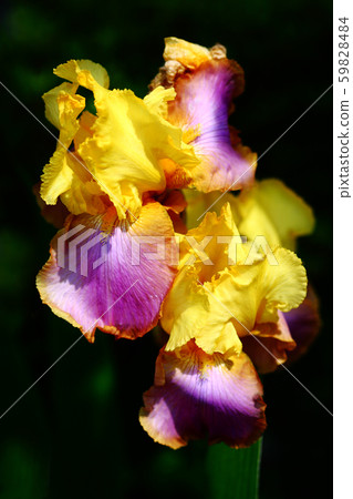 German iris flower German iris flower 59828484