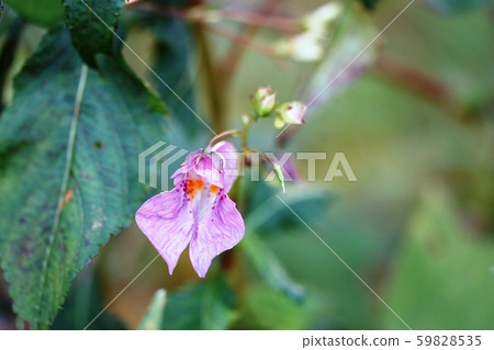 Fishing boat grass blooming in November 59828535