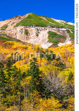 《Nagano Prefecture》Autumn leaves Norikura and natural scenery 《Nagano Prefecture》Autumn leaves Norikura and natural scenery 59828826