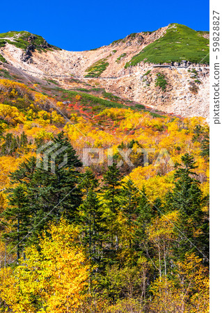 《Nagano Prefecture》Autumn leaves Norikura and natural scenery 59828827