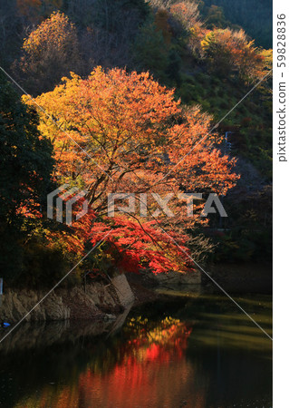 秋葉（Sa玉縣守山町） 59828836