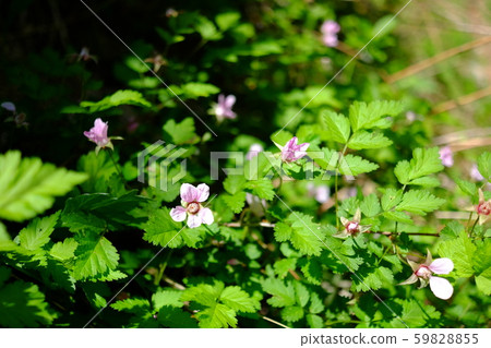 Pink strawberry 59828855