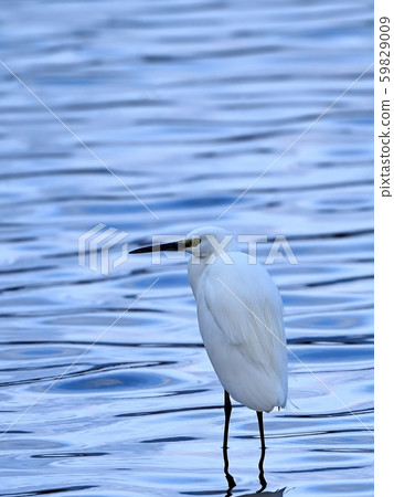 小白鷺放鬆對美麗的波紋水 59829009