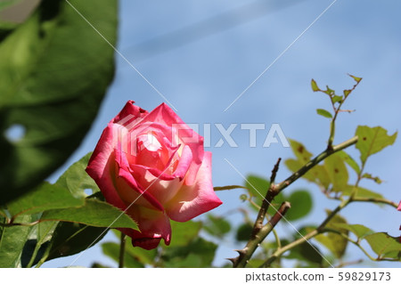 冬天盛開的深紅色玫瑰很美！ 59829173